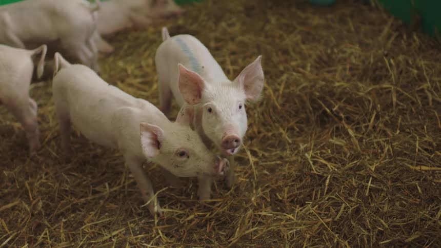 Small pigs graze and chew on hay in a pen
