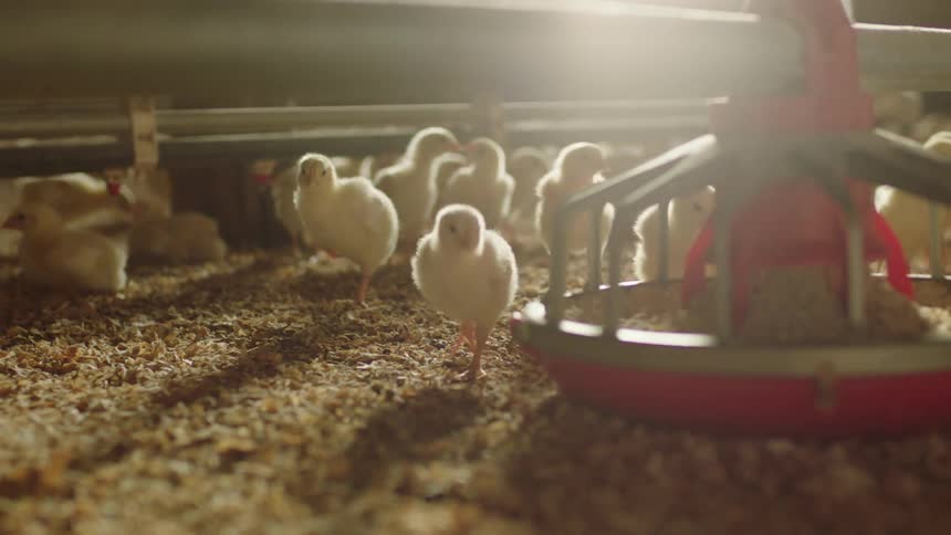 Baby chicks walking and eating seeds in a farm