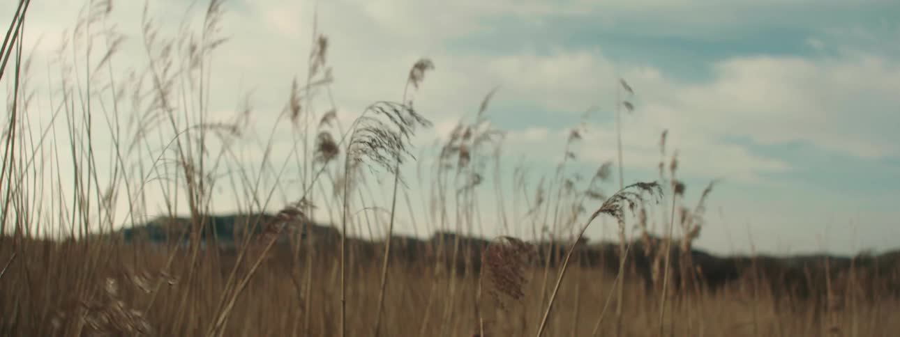 Wind flowing across wheat field in the countryside