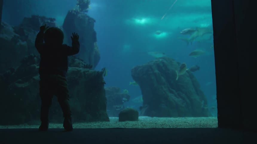 A small child is standing near the glass of a large aquarium looking at the fish