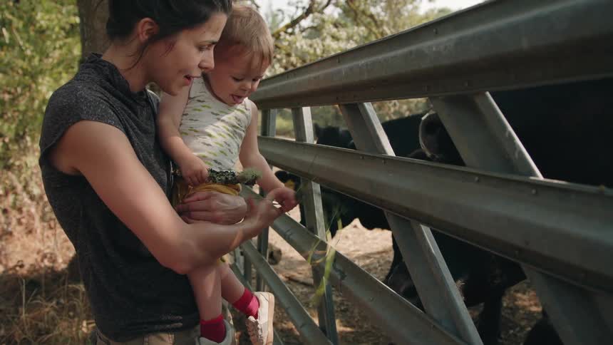 Mother holds boy while she feeds grass to cattle on other side of barrier