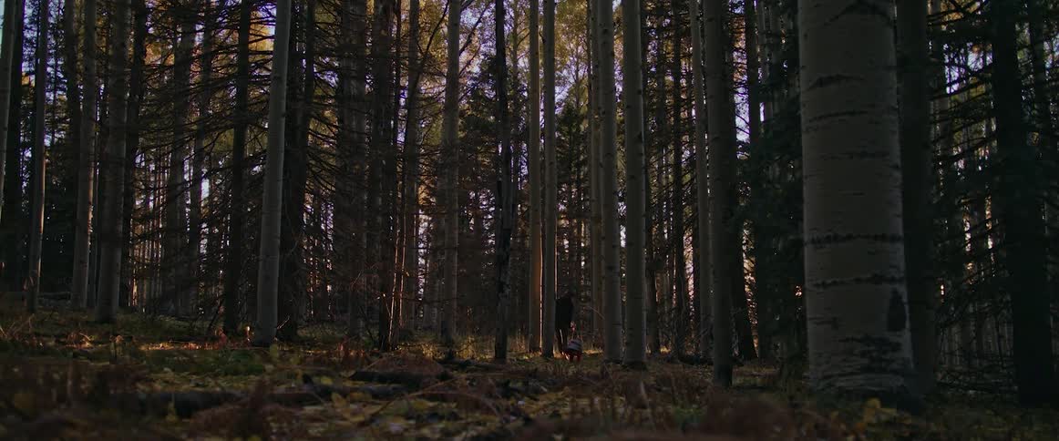A woman walks among tall trees in a forest with her little girl as the sun shines brightly above