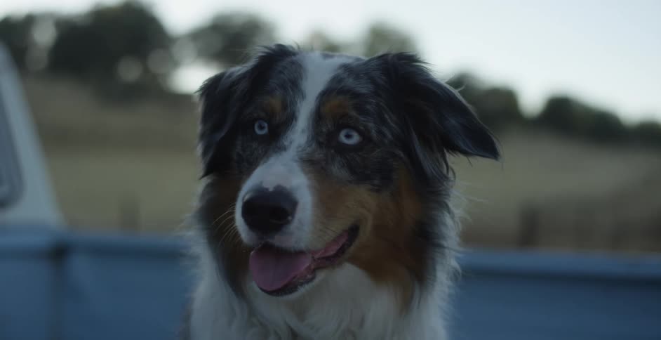 A dog is panting in the pick up truck