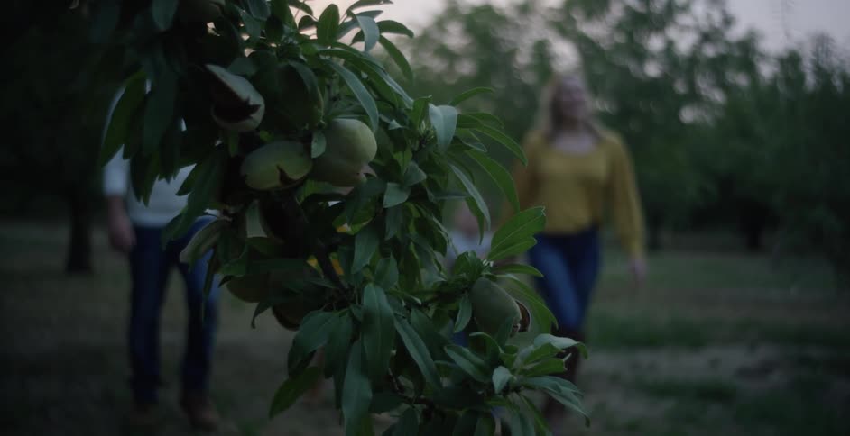 Family walks through orchard past trees with green fruit