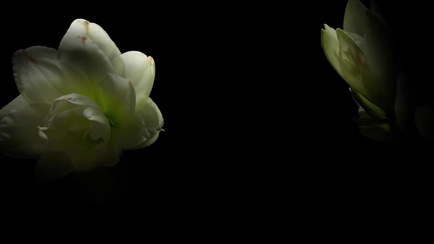A moving time lapse shot of yellow and white flowers blooming