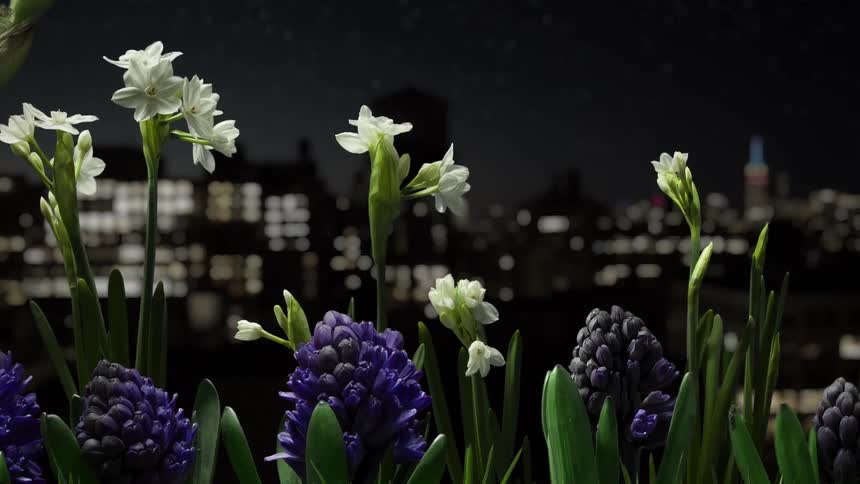 A timelapse shot of several types of flowers blooming on a city rooftop at night
