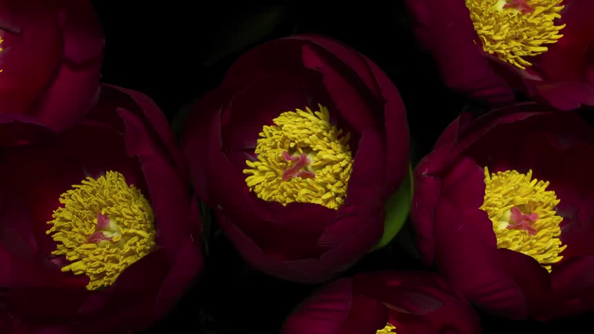 Overhead view of a timelapse of many species of flowers blooming