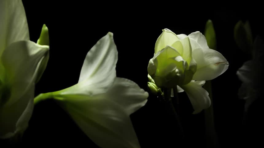 Close up timelapse shot of white amaryllis blooming in the studio
