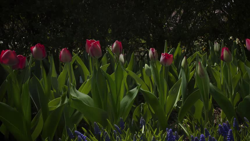 A timelapse of flowers and blooming trees in front of buildings in a city