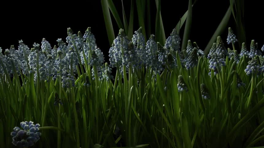 Different flowers grow and bloom against a black background