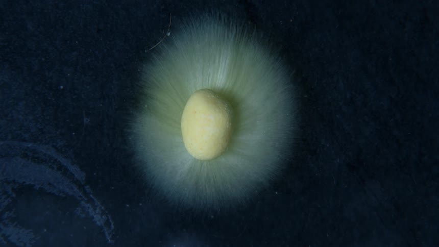 A yellow object with yellow ink oozing out around it