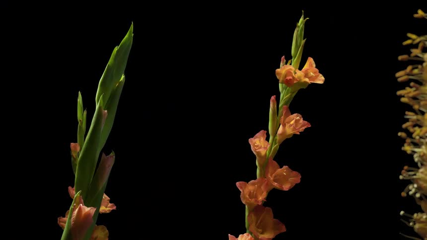 Flowers blossoming against a black background