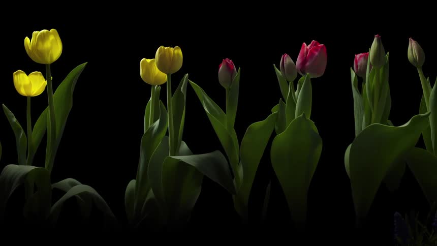 Timelapse shot of daffodils tulips growing
