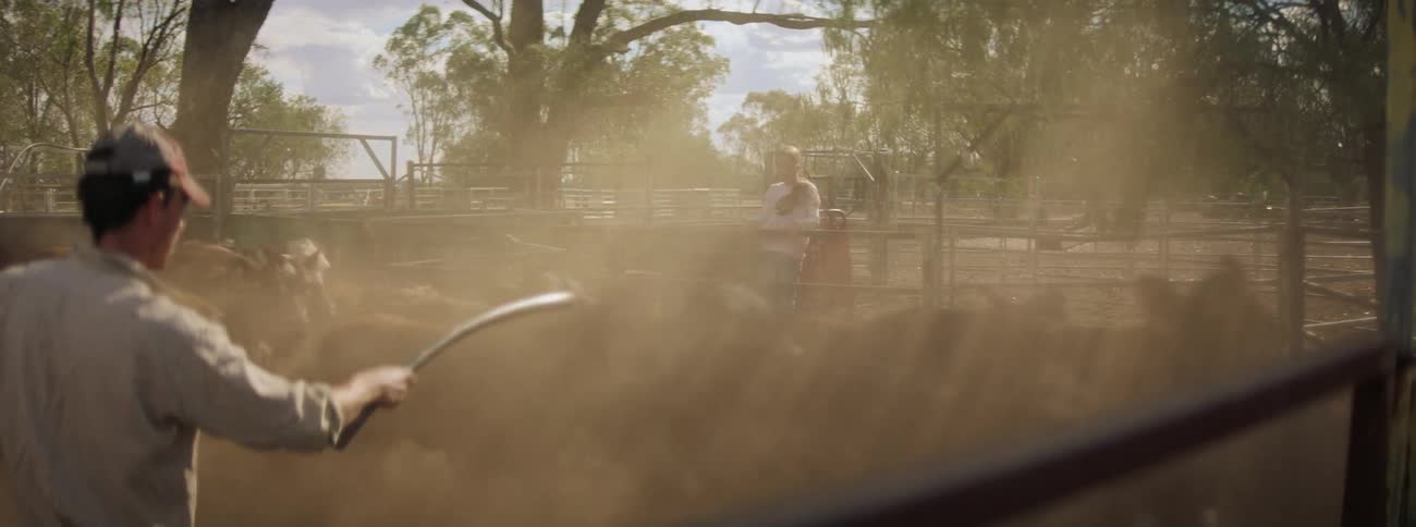 Man uses stick to count cattle moving through corral and creating dust