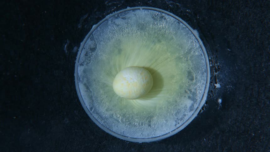 An egg changes color on a petri dish