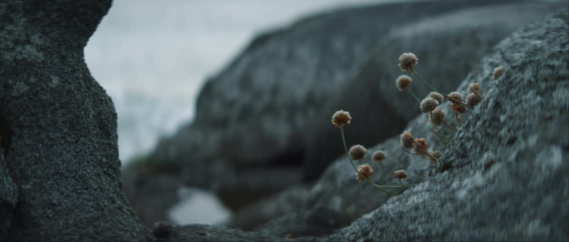 A flowering plant growing on a rocky beach