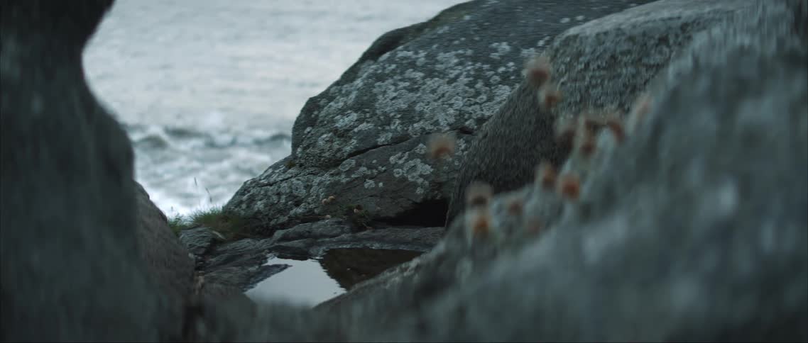 A flowering plant growing on a rocky beach