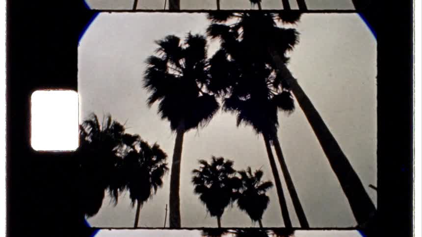 A silhouette of tall palm trees