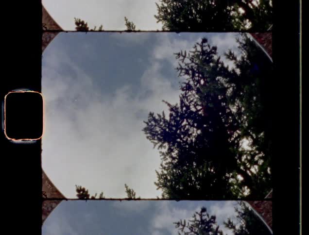 A tree reflects off a round mirror placed on the ground