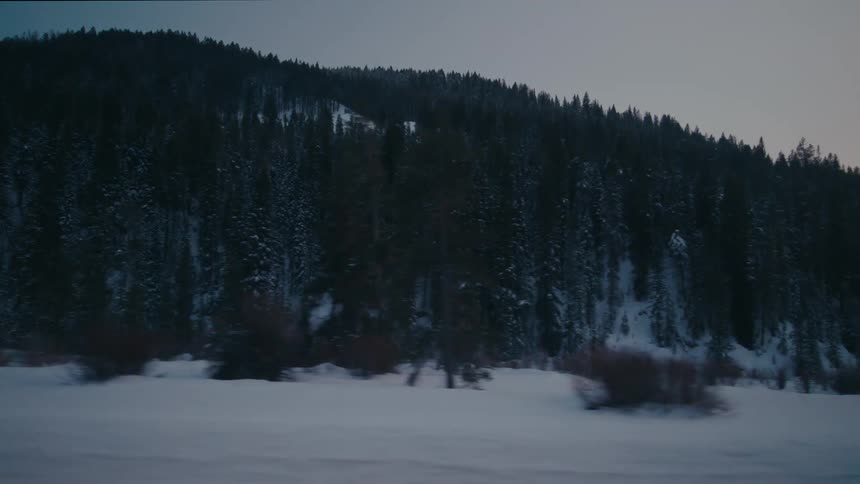 A pine forest on a snowy mountainside as a drives by