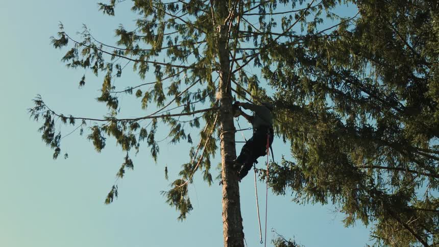 Man wearing a harness hangs in tree cutting branches with a chainsaw