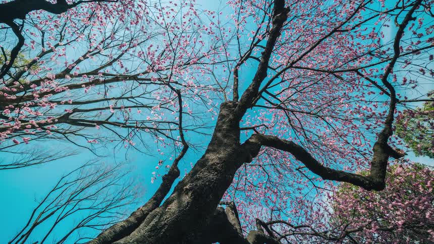 Pink flowers on tree shake in the wind as clouds pass overhead
