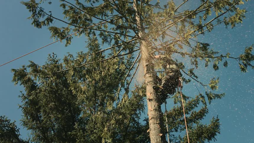 A man is strapped to a tree with a chainsaw as he cuts the tree down sawdust flies in the air under a clear blue sky