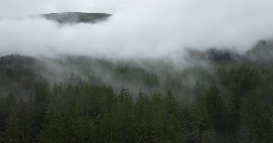 Heavy fog settles over a forest