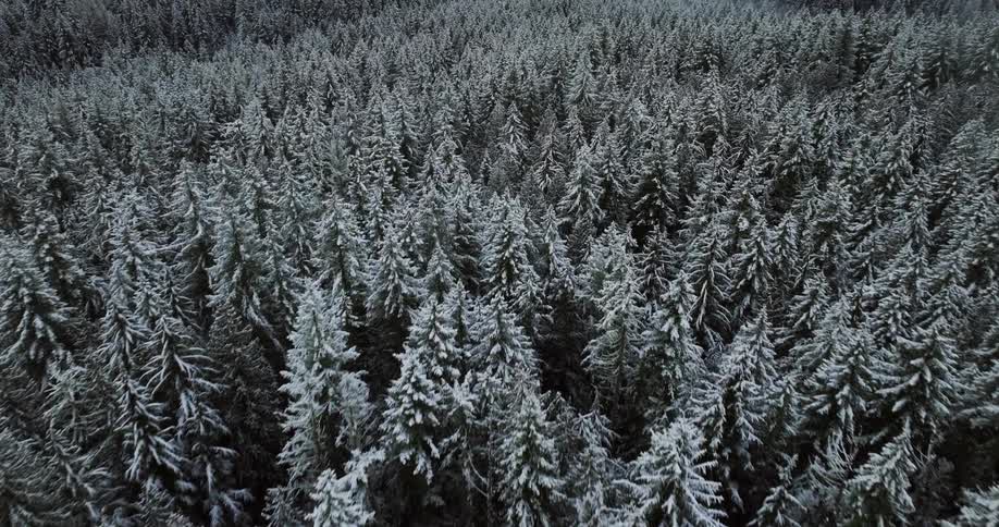 Overhead view of a forest of snow covered trees on a winter day