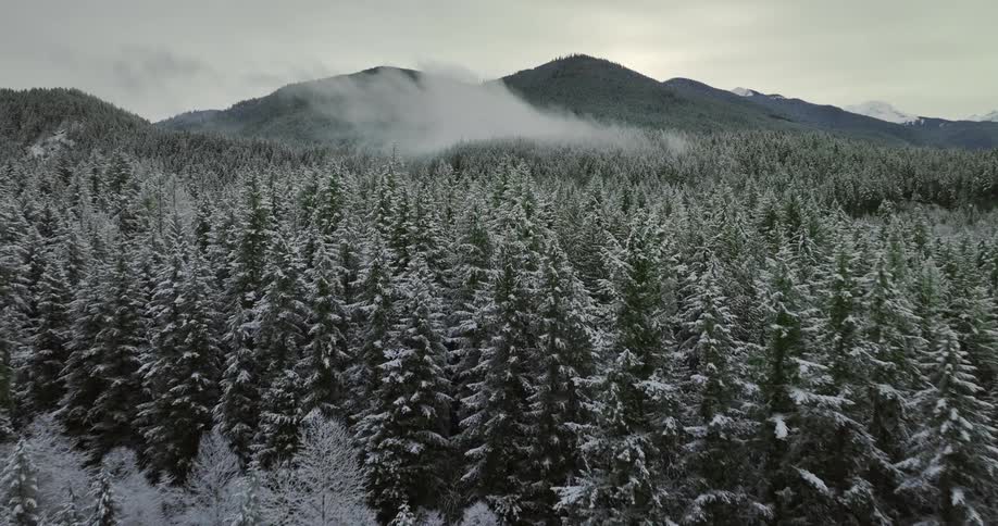 An aerial view of a dense pine forest covered in snow with mountains in the distance
