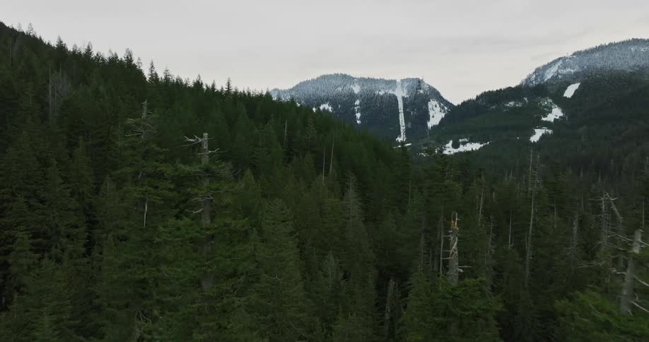An aerial view of a dense pine forest with snowy mountains in the distance