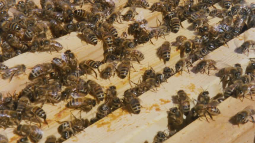 Multiple honey bees on wood slates