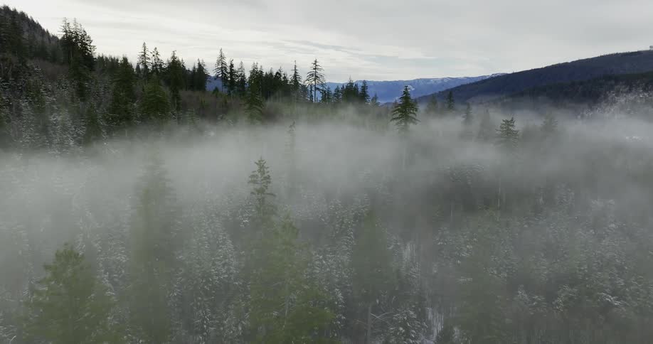 Fog obscures portions of snow covered forest and mountains