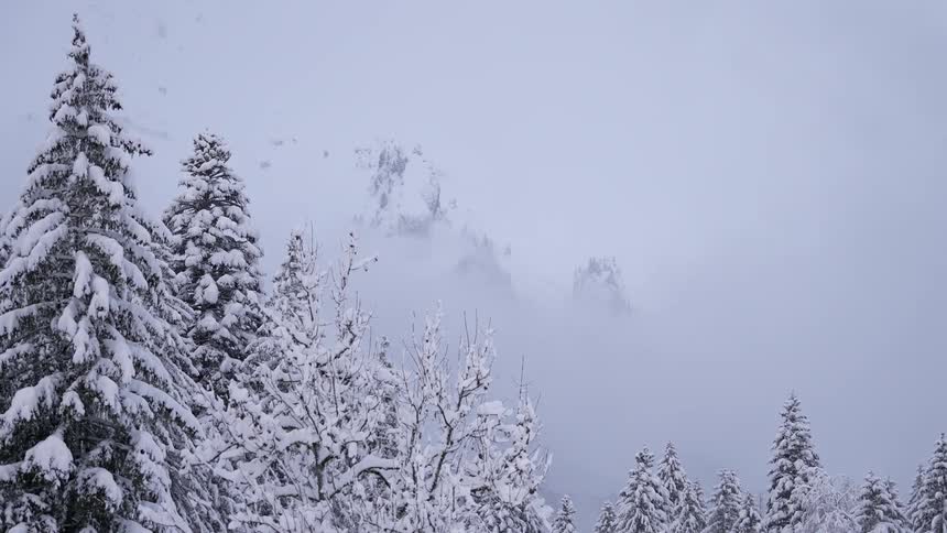 Snow covered pine trees and a blizzard making visibility difficult