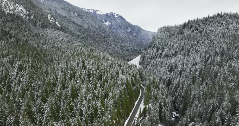 Aerial view of pine trees in a forest is displayed