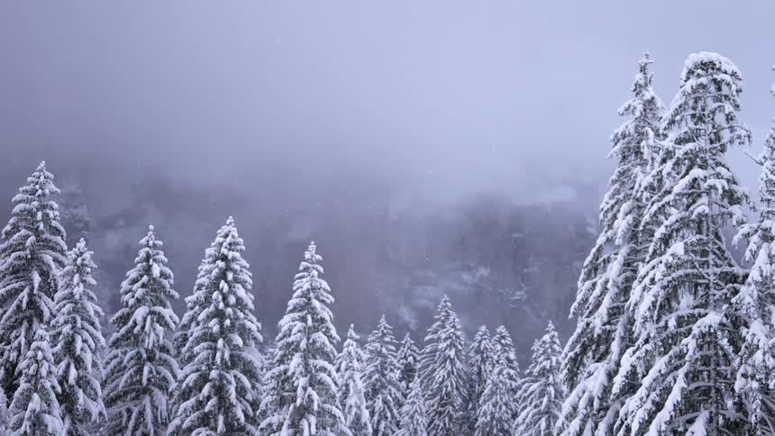 A snowy pine forest with misty fog and snow falling slowly