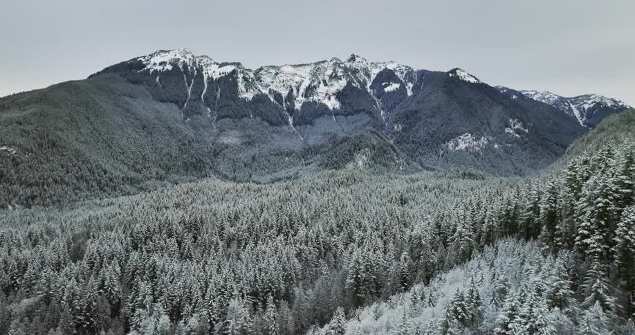 An aerial view of a dense pine forest and mountain range in the distance covered in snow