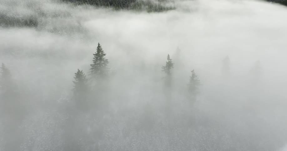 An aerial of fog settling over a pine forest