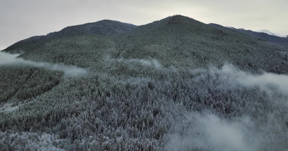 An aerial view of a dense pine forest covered in snow on a mountain slope