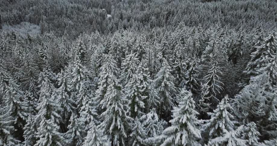 Aerial view of big snowy for forest