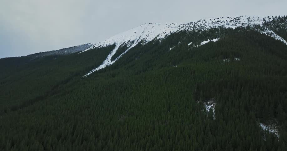 An evergreen forest on the slope of a snow capped mountain on a cloudy day