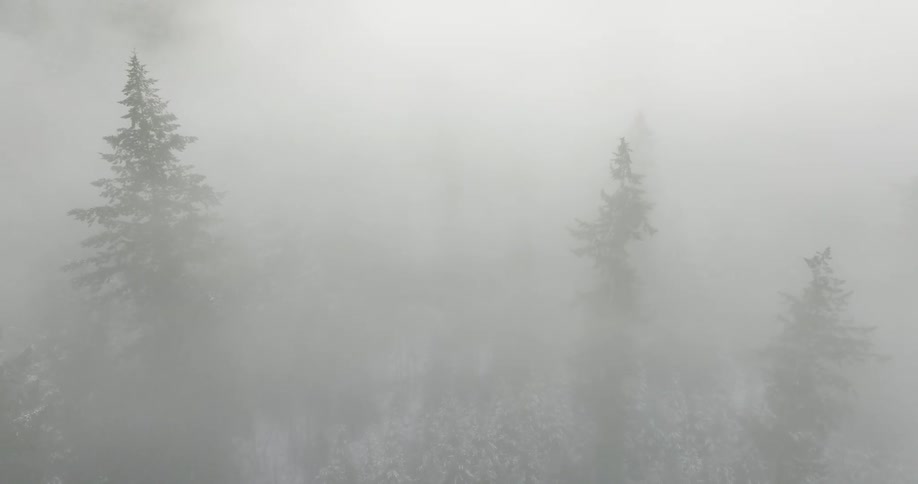 Tall pine trees in a forest on a foggy winter day