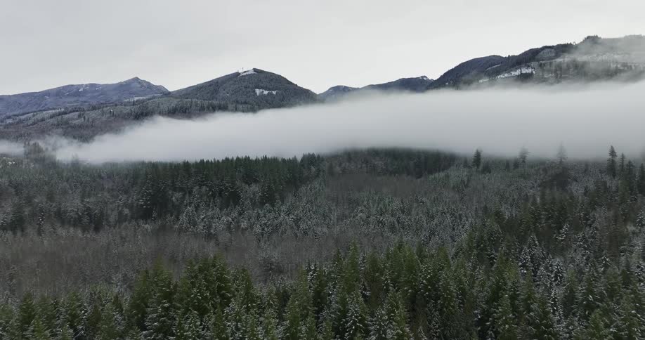 Moving over forest area toward fog bank near mountains