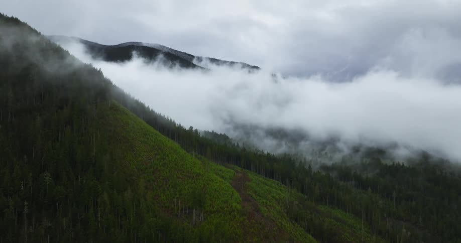 A green mountainside with trees and fog settling over