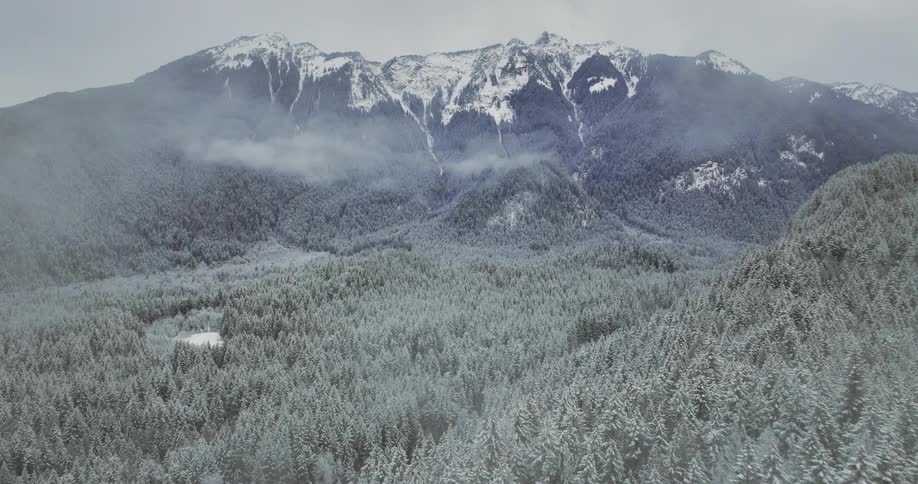 Fog and mist is covering the forest landscape