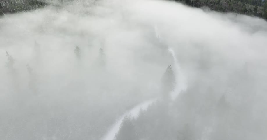 Dense fog obscures conifer trees in forest