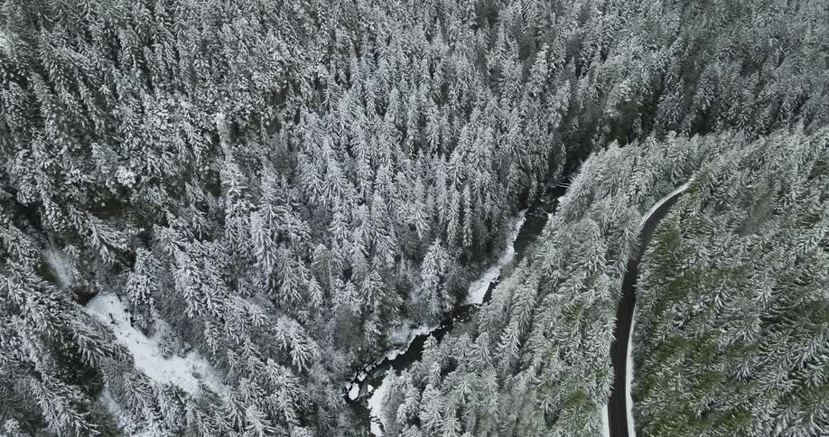 Aerial view of snowy coniferous forest