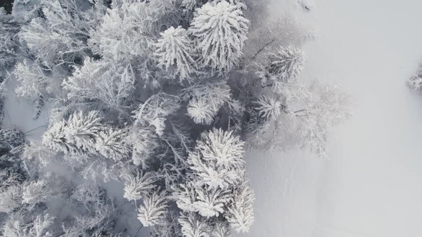 Aerial view of snowy forest and field