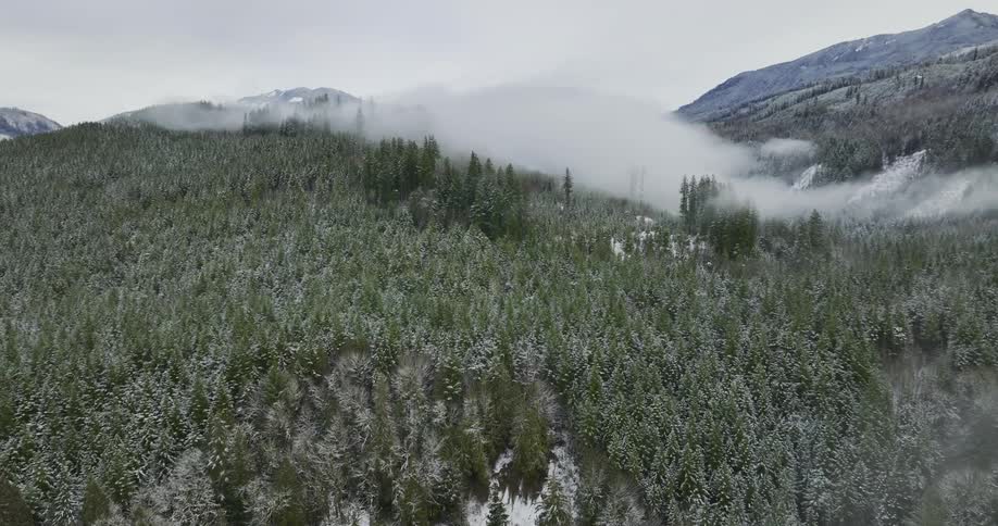 Aerial view of snowy coniferous forest