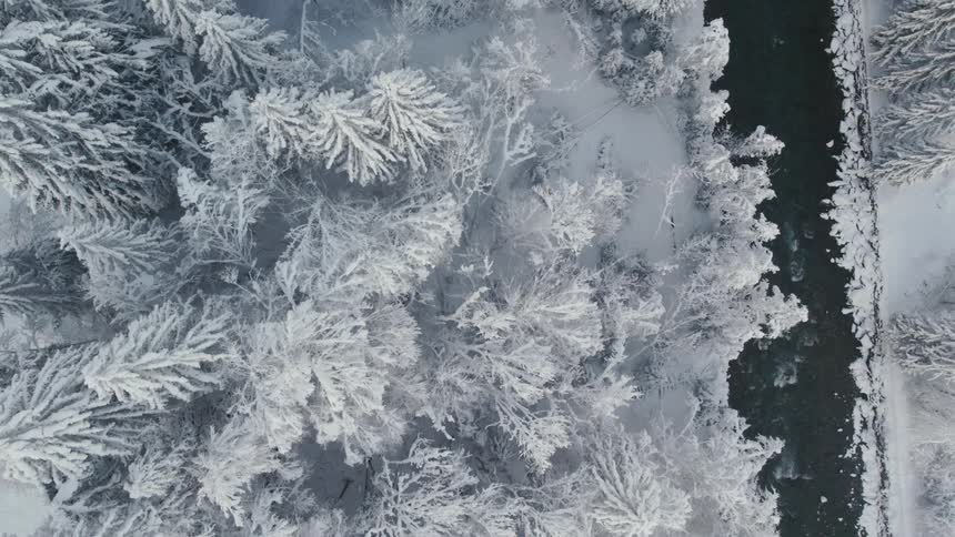 Aerial view of a forest and river during winter season